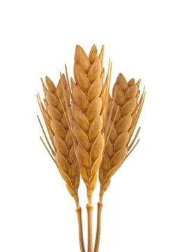 Wheat macro on white background Stock Photos