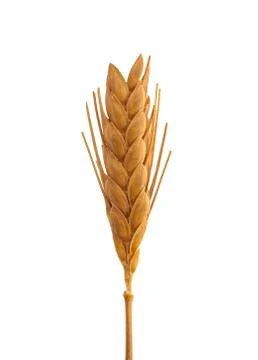 Wheat macro on white background Stock Photos