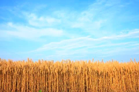Wheat mature Stock Photos