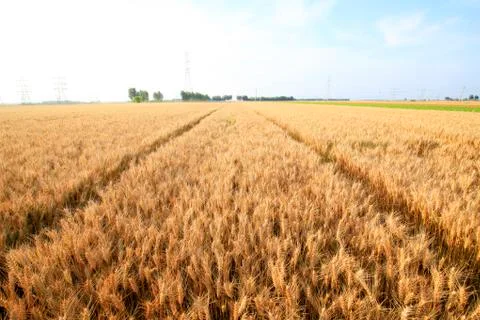 Wheat mature Stock Photos
