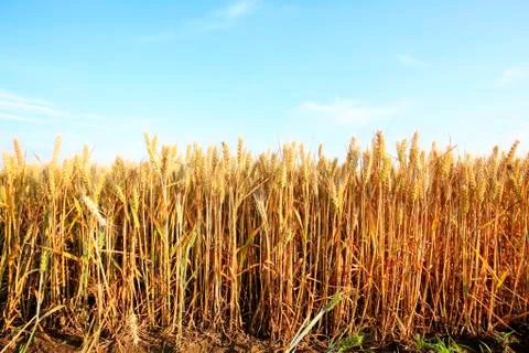 Wheat mature Stock Photos