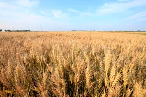 Wheat mature Stock Photos