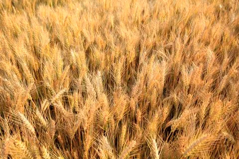 Wheat mature Stock Photos