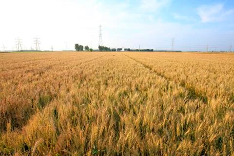 Wheat mature Stock Photos