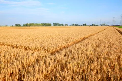 Wheat mature Stock Photos