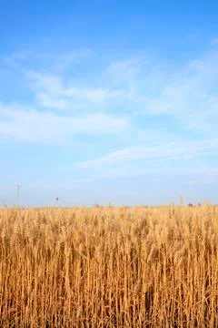 Wheat mature Stock Photos