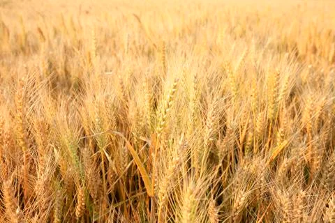 Wheat mature Stock Photos