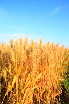 Wheat mature Stock Photos