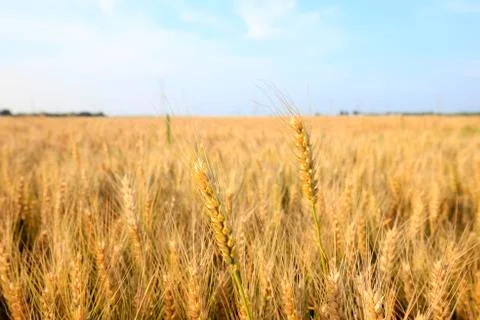Wheat mature Stock Photos