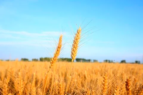 Wheat mature Stock Photos