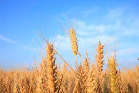 Wheat mature Stock Photos