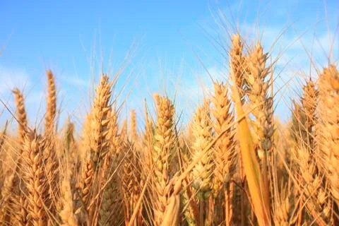 Wheat mature Stock Photos