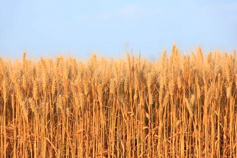 Wheat mature Stock Photos