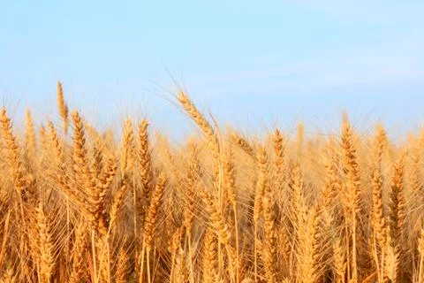 Wheat mature Stock Photos