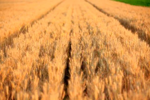 Wheat mature Stock Photos