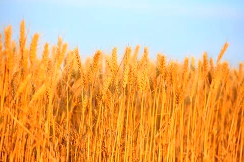 Wheat mature Stock Photos