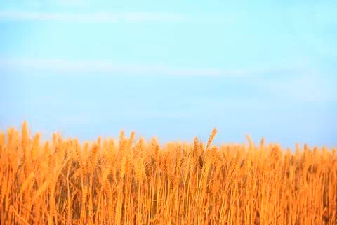 Wheat mature Stock Photos