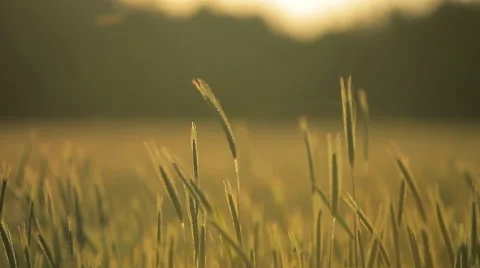 A wheat meadow in the afternoon Stock Footage 62429943