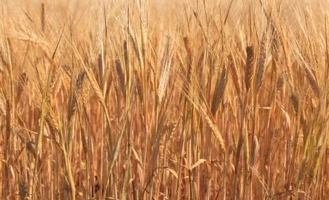 Wheat on a meadow Stock Photos