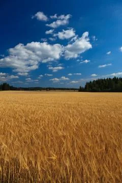 Wheat on a meadow Stock Photos