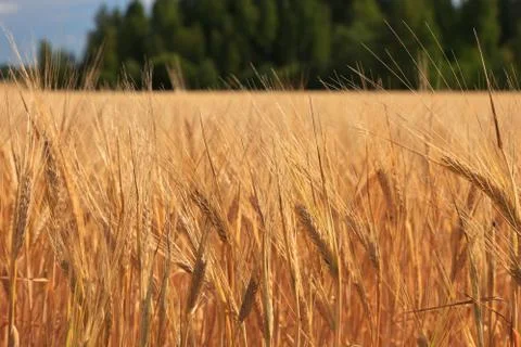 Wheat on a meadow Stock Photos