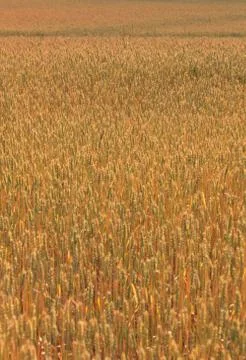 Wheat on a meadow Stock Photos