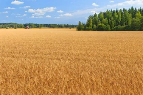 Wheat on a meadow Stock Photos