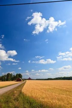 Wheat on a meadow Stock Photos