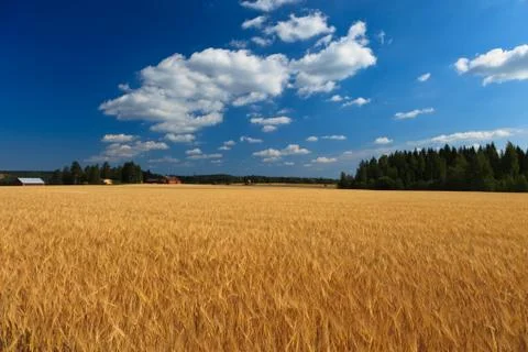 Wheat on a meadow Stock Photos
