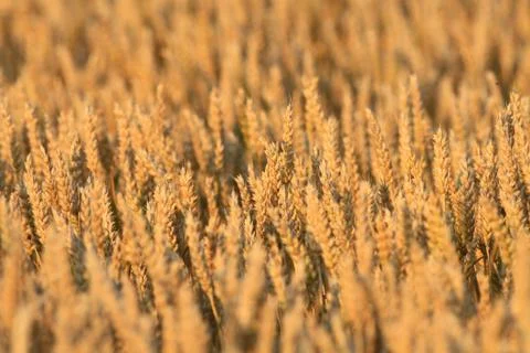 Wheat meadow at sunset Stock Photos