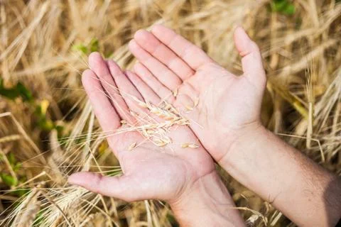 Wheat in the men hands Stock Photos