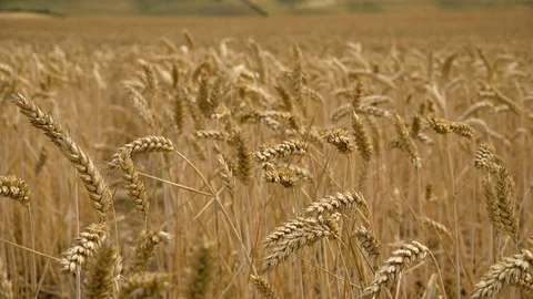 WHEAT MID SHOT Stock Footage 93582905