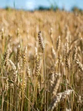Wheat in the middle of wheat field in blue golden colors Foto stock