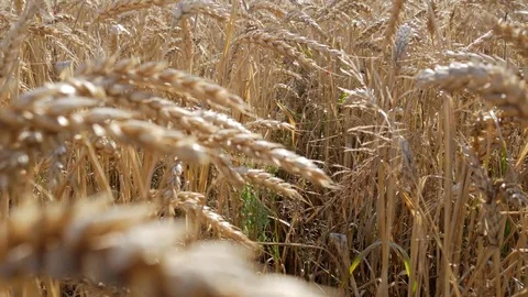 Wheat in motion Stock Footage 77641803