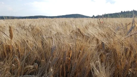 Wheat move to right side Stock Footage 77641533
