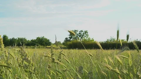 Wheat moved by the wind Stock Footage 109174727