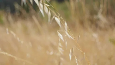 Wheat moving in the wind Stock Footage 103815716