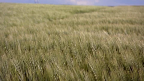 Wheat moving in the wind Stock Footage 108597591