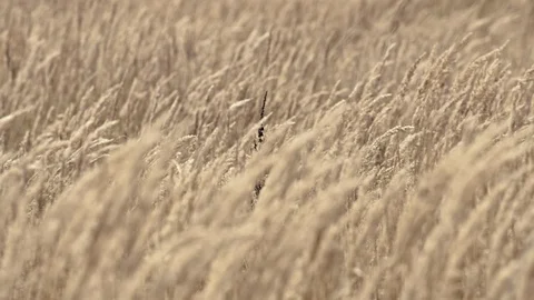 Wheat moving in the wind Stock Footage 120937391