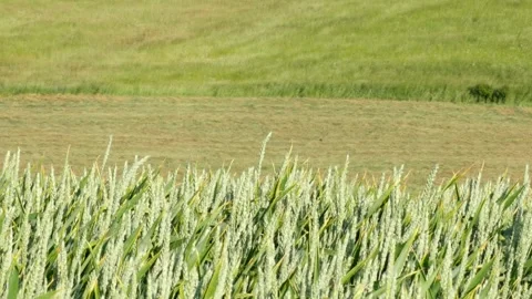 Wheat moving in the wind in front of a mowed pasture and growing grass Stock Footage 242938806