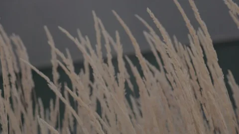 Wheat moving in the wind in front of sun light 1 Stock Footage 103868710