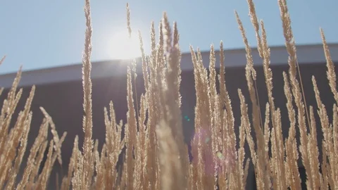 Wheat moving in the wind in front of sun light 3 Stock Footage 103868732
