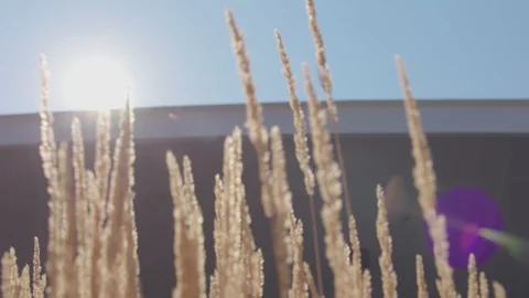 Wheat moving in the wind in front of sun light 2 Stock Footage 103868762