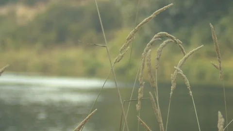 Wheat Next to a Lake Stock Footage 88409264