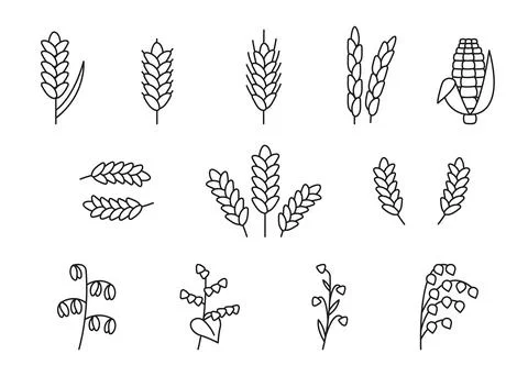 Wheat, oat, rice, barley, corn, rye, millet, flax grain ear, nature set, line Stock Illustration