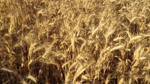 Wheat only clear sky Stock Footage 92734275