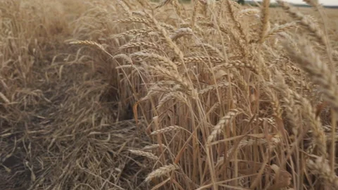 Wheat or barley crop field, close-up of flora during light wind swaying gently Stock Footage 142597979