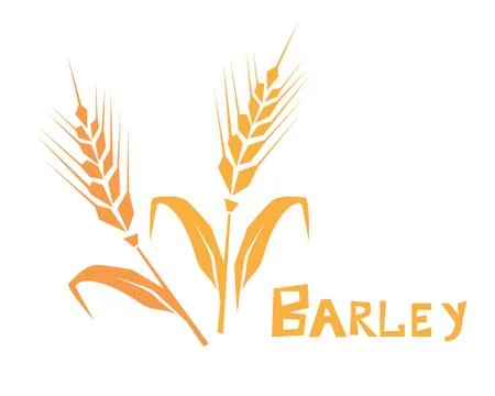 Wheat or barley ear. Cereal plants, agriculture industry organic crop products Stock Illustration