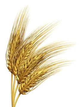 Wheat or barley element 스톡 일러스트