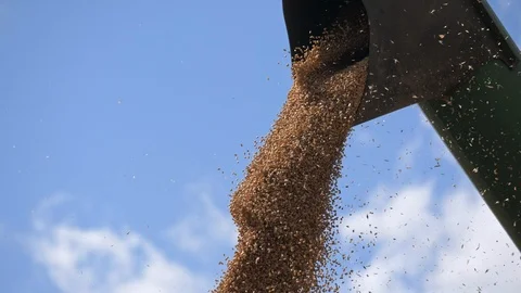 Wheat or corn kernels falling from combine auger Stock Footage 98569245